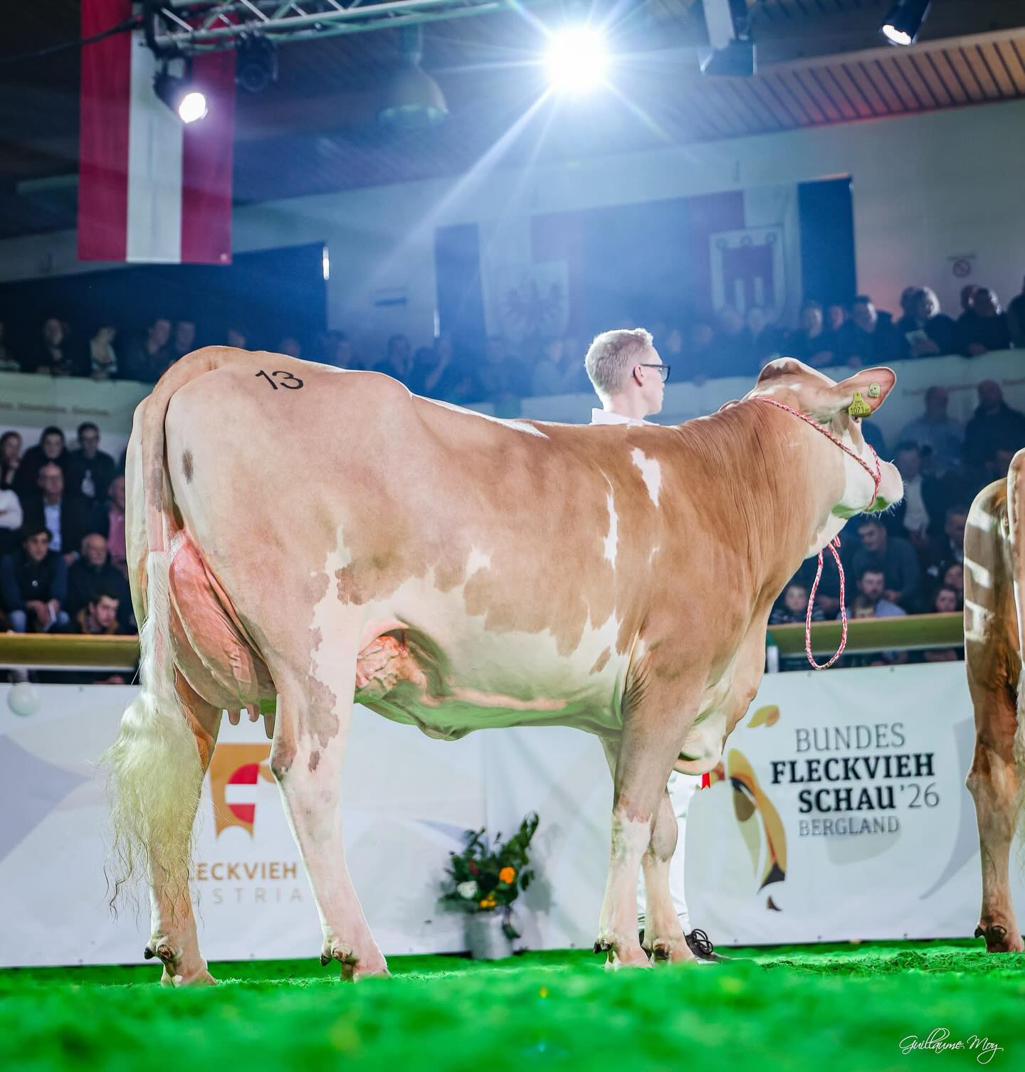 Víťazka v kategórii prvôstiek, dcéra býka MAHOMES 